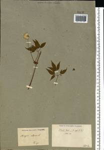 Clematis sibirica (L.) Mill., Eastern Europe, Eastern region (E10) (Russia)