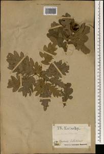 Quercus libani G.Olivier, South Asia, South Asia (Asia outside ex-Soviet states and Mongolia) (ASIA) (Turkey)