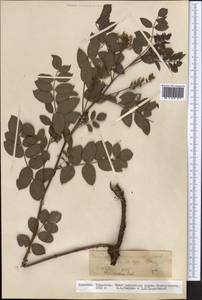 Glycyrrhiza uralensis Fisch. ex DC., Middle Asia, Northern & Central Tian Shan (M4) (Kyrgyzstan)