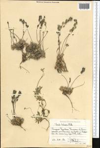 Draba talassica Pohle, Middle Asia, Western Tian Shan & Karatau (M3) (Uzbekistan)