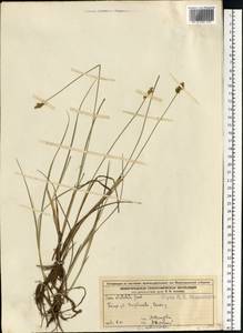 Carex echinata Murray, Eastern Europe, Volga-Kama region (E7) (Russia)