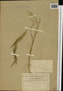 Apera spica-venti (L.) P.Beauv., Eastern Europe, Middle Volga region (E8) (Russia)