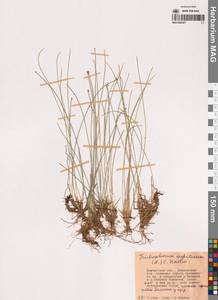 Trichophorum cespitosum (L.) Hartm., Siberia, Chukotka & Kamchatka (S7) (Russia)