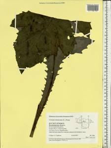 Cirsium oleraceum (L.) Scop., Eastern Europe, Central region (E4) (Russia)