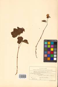 Rubus chamaemorus L., Siberia, Russian Far East (S6) (Russia)