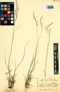 Achnatherum sibiricum (L.) Keng ex Tzvelev, Siberia, Baikal & Transbaikal region (S4) (Russia)