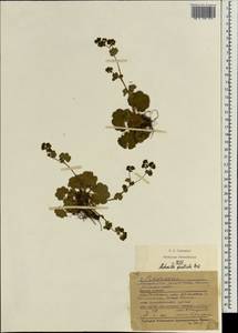 Alchemilla monticola Opiz, Eastern Europe, Central forest region (E5) (Russia)