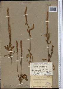 Psylliostachys spicata (Willd.) Nevski, Middle Asia, Pamir & Pamiro-Alai (M2)