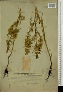Delphinium szowitsianum Boiss., Caucasus, Azerbaijan (K6) (Azerbaijan)