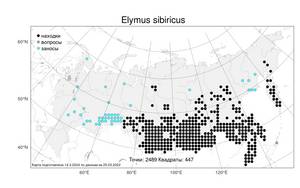 Elymus sibiricus L., Atlas of the Russian Flora (FLORUS) (Russia)