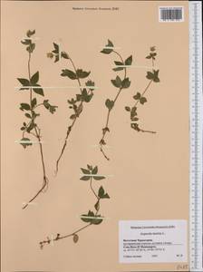 Asperula taurina L., Western Europe (EUR) (Montenegro)