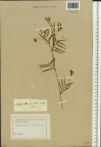 Lathyrus palustris L., Siberia (no precise locality) (S0) (Russia)