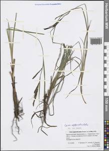 Carex appendiculata (Trautv. & C.A.Mey.) Kük., Siberia, Chukotka & Kamchatka (S7) (Russia)