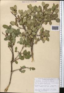 Lonicera tianshanica Pojark., Middle Asia, Northern & Central Tian Shan (M4) (Kyrgyzstan)