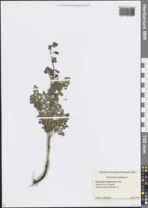 Thalictrum foetidum L., Caucasus, Stavropol Krai, Karachay-Cherkessia & Kabardino-Balkaria (K1b) (Russia)