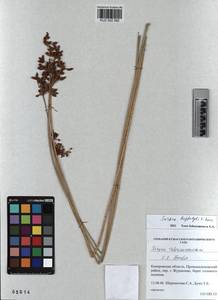 KUZ 002 082, Schoenoplectus lacustris subsp. hippolyti (V.I.Krecz.) Kukkonen, Siberia, Altai & Sayany Mountains (S2) (Russia)