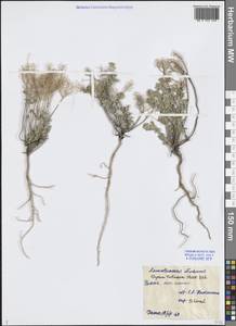 Odontarrhena tortuosa subsp. tortuosa, Middle Asia, Caspian Ustyurt & Northern Aralia (M8) (Kazakhstan)