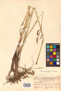 Carex lyngbyei Hornem., Siberia, Russian Far East (S6) (Russia)
