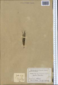 Isoetes lacustris L., Western Europe (EUR) (Sweden)