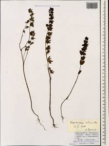 Rhynchocorys strictus (C. Koch) Boiss., Caucasus, Krasnodar Krai & Adygea (K1a) (Russia)