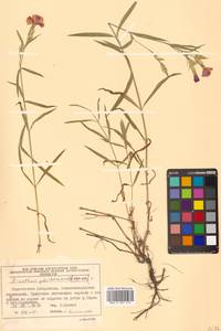 Dianthus chinensis L., Siberia, Russian Far East (S6) (Russia)