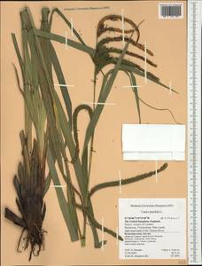 Carex pendula Huds., Western Europe (EUR) (United Kingdom)
