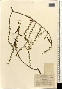 Caragana grandiflora (M.Bieb.)DC., Caucasus, Stavropol Krai, Karachay-Cherkessia & Kabardino-Balkaria (K1b) (Russia)