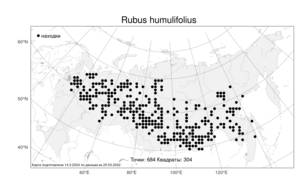 Rubus humulifolius C. A. Mey., Atlas of the Russian Flora (FLORUS) (Russia)