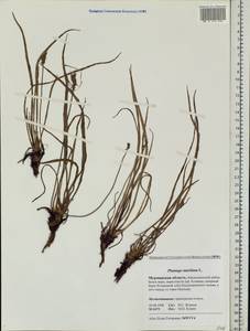 Plantago maritima L., Eastern Europe, Northern region (E1) (Russia)