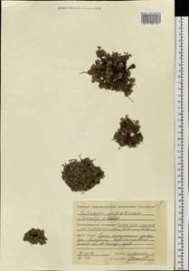 Eritrichium arctisibiricum (V. V. Petrovsky) A. P. Khokhr., Siberia, Central Siberia (S3) (Russia)