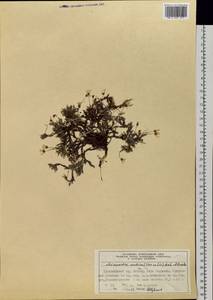 Cherleria arctica (Stev. ex Ser.) comb. ined., Siberia, Central Siberia (S3) (Russia)