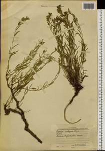 Hyssopus ambiguus (Trautv.) Iljin ex Prochorov. & Lebel, Siberia, Western (Kazakhstan) Altai Mountains (S2a) (Kazakhstan)