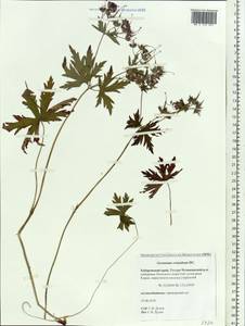 Geranium erianthum DC., Siberia, Russian Far East (S6) (Russia)