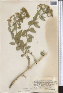 Haplophyllum acutifolium (DC.) G. Don, Middle Asia, Syr-Darian deserts & Kyzylkum (M7) (Kazakhstan)