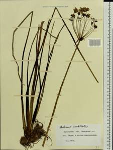 Butomus umbellatus L., Eastern Europe, Central forest region (E5) (Russia)