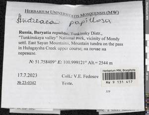 Andreaea rupestris var. papillosa (Lindb.) Podp., Bryophytes, Bryophytes - Baikal & Transbaikal regions (B18) (Russia)