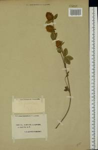 Trifolium pratense L., Eastern Europe, South Ukrainian region (E12) (Ukraine)