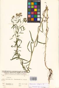 Achillea ptarmica L., Eastern Europe, Belarus (E3a) (Belarus)