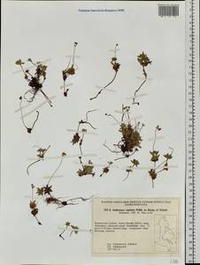 Androsace chamaejasme subsp. lehmanniana (Spreng.) Hultén, Siberia, Russian Far East (S6) (Russia)