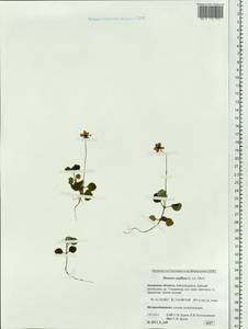 Moneses uniflora (L.) A. Gray, Siberia, Russian Far East (S6) (Russia)