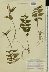 Vincetoxicum hirundinaria subsp. stepposum (Pobed.) Markgr., Eastern Europe, Eastern region (E10) (Russia)