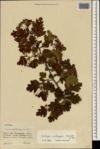 Crataegus pentagyna Waldst. & Kit. ex Willd., Crimea (KRYM) (Russia)