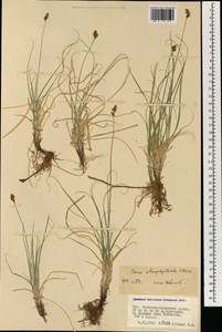 Carex stenophylla subsp. stenophylloides (V.I.Krecz.) T.V.Egorova, Mongolia (MONG) (Mongolia)