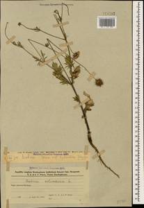 Scabiosa columbaria L., Caucasus, Azerbaijan (K6) (Azerbaijan)