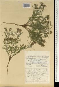 Astragalus variabilis Bunge ex Maxim., Mongolia (MONG) (Mongolia)