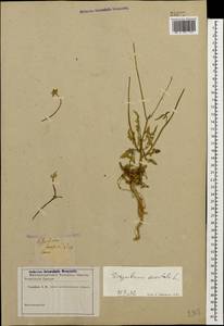 Sisymbrium orientale L., Caucasus (no precise locality) (K0)