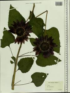 Helianthus annuus L., Eastern Europe, Central region (E4) (Russia)