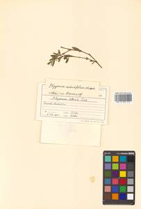 Polygonum aviculare subsp. aviculare, Siberia, Russian Far East (S6) (Russia)