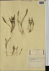 Catapodium rigidum (L.) C.E.Hubb., Western Europe (EUR) (Not classified)