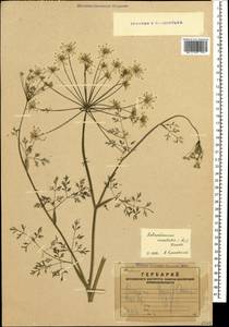 Astrodaucus orientalis (L.) Drude, Caucasus, Armenia (K5) (Armenia)